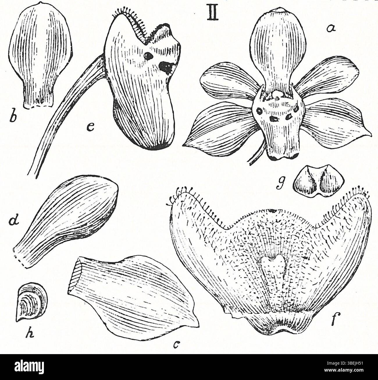 *Thrixspermum malayanum* is a species of orchid illustrated by Johannes ...
