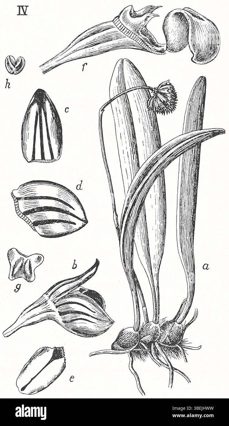 This botanical illustration from Johannes Jacobus Smith’s 1924 work ...