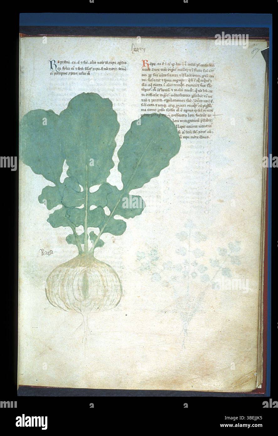 A medieval manuscript page from the BL Egerton 747, featuring an ...
