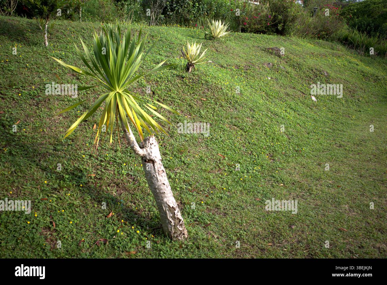 Cordyline australis, commonly known as the cabbage tree, New Zealand ...