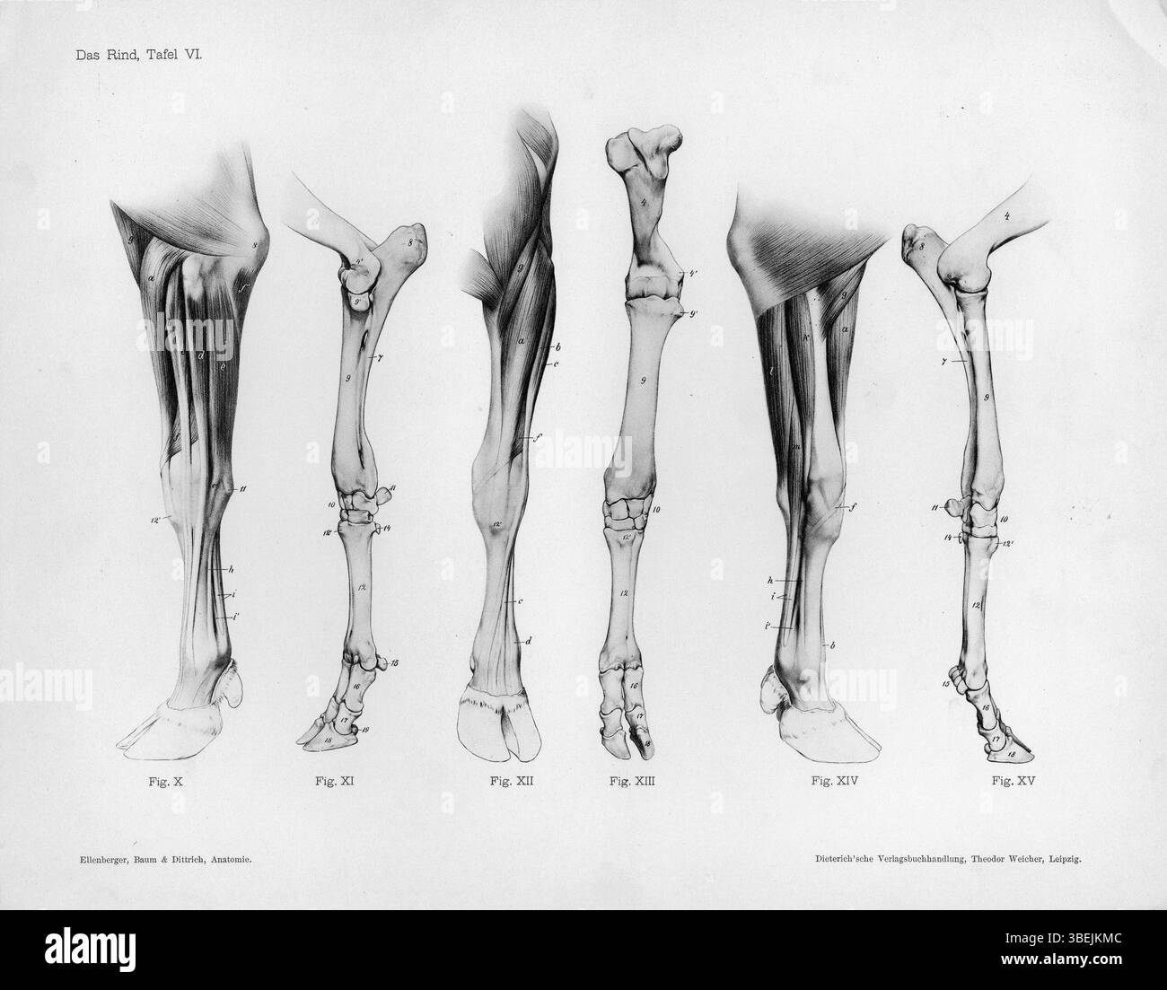 Muskel Rind 'Das Rind, Tafel VI' shows anatomical views of a cow’s forelimb ...