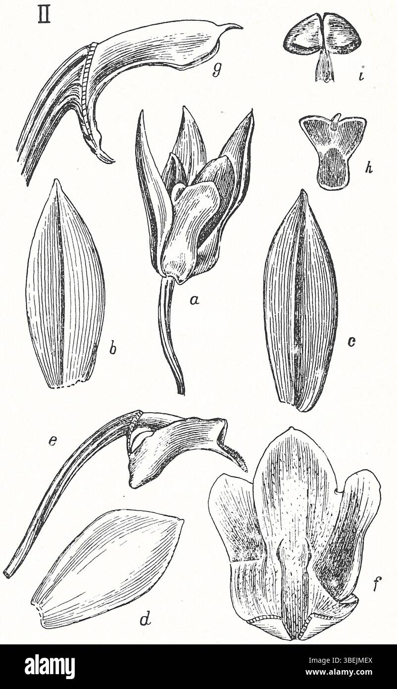 This botanical illustration by Johannes Jacobus Smith from 1924 depicts ...