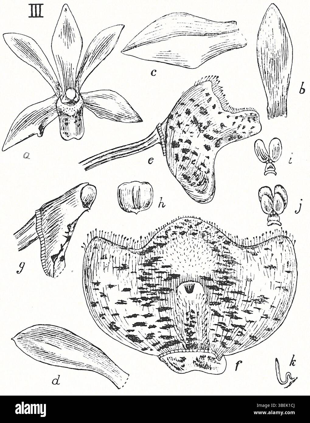 *Thrixspermum patens*, an orchid species illustrated by Johannes ...