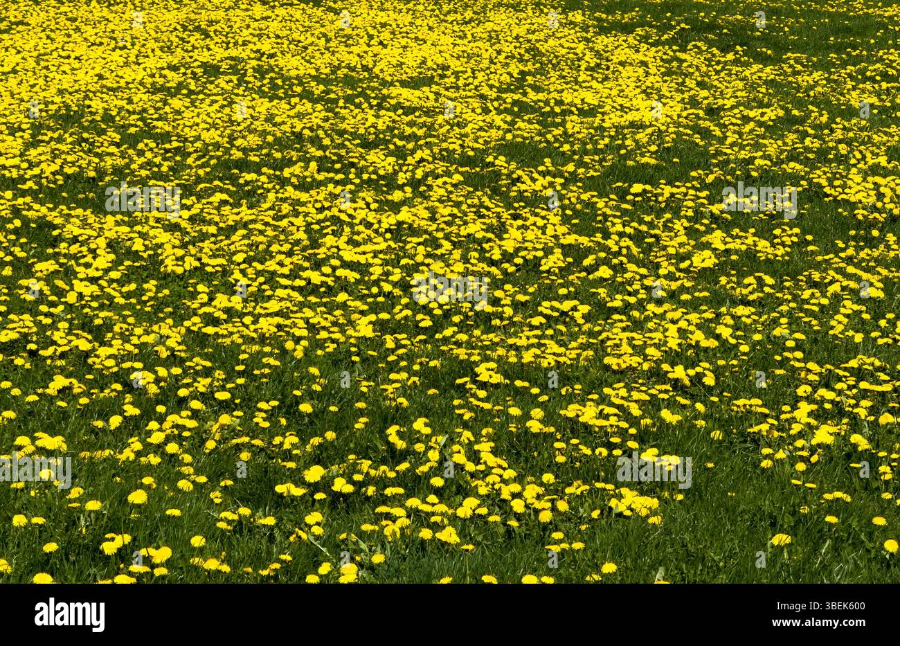 21.04.2025, Germany, Lower Saxony, Morsum, - Meadow with dandelion. 00A250421D016CAROEX.JPG [MODEL RELEASE: NOT APPLICABLE, PROPERTY RELEASE: NO (c) c Stock Photo