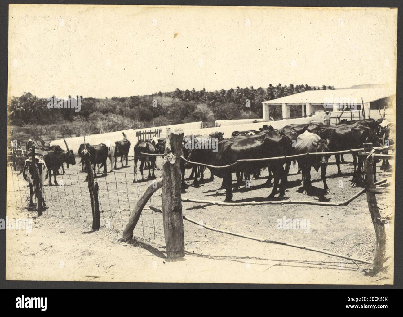 This photograph depicts a group of dairy cows on the Groot Joris ...
