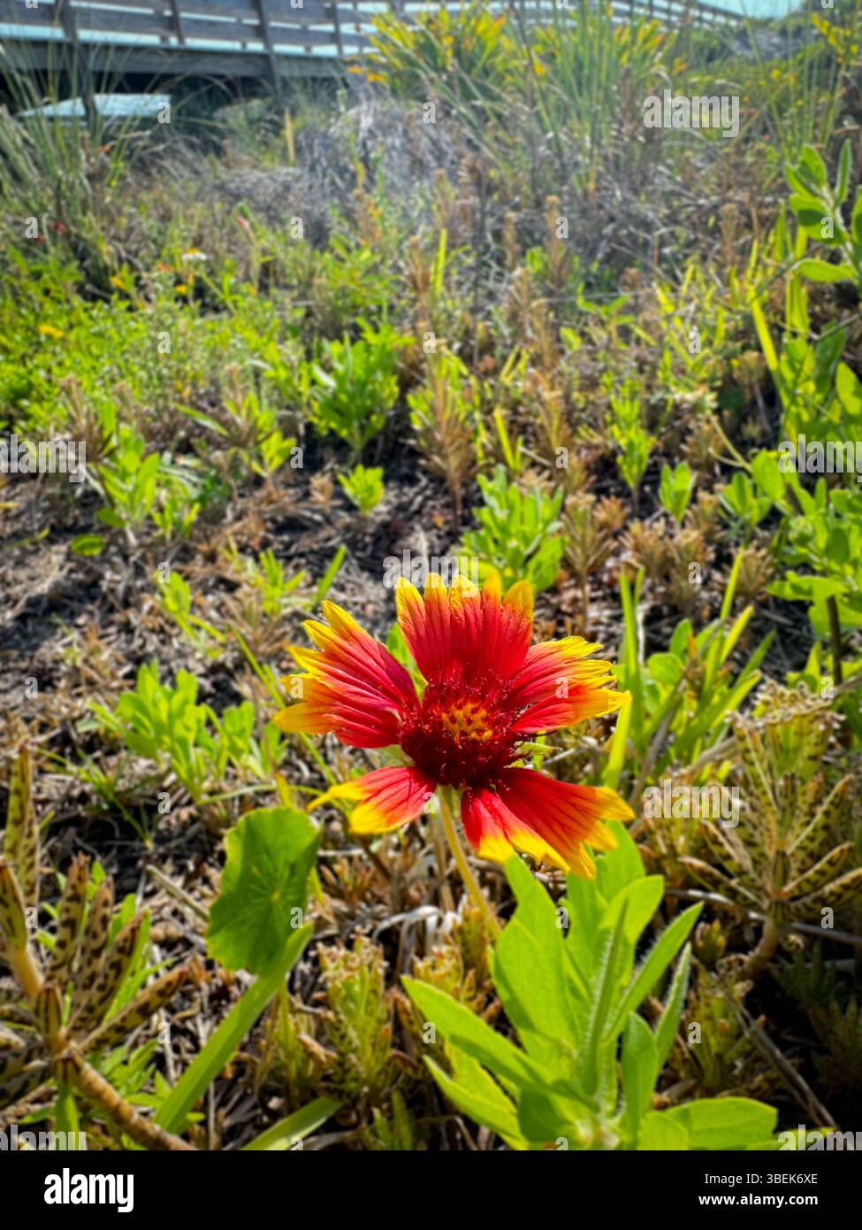 A bold red wildflower with fiery yellow tip blooms in greenery under full sunlight with a beautiful energy of wild nature in a coastal landscape. - Smartphone Captured Stock Image