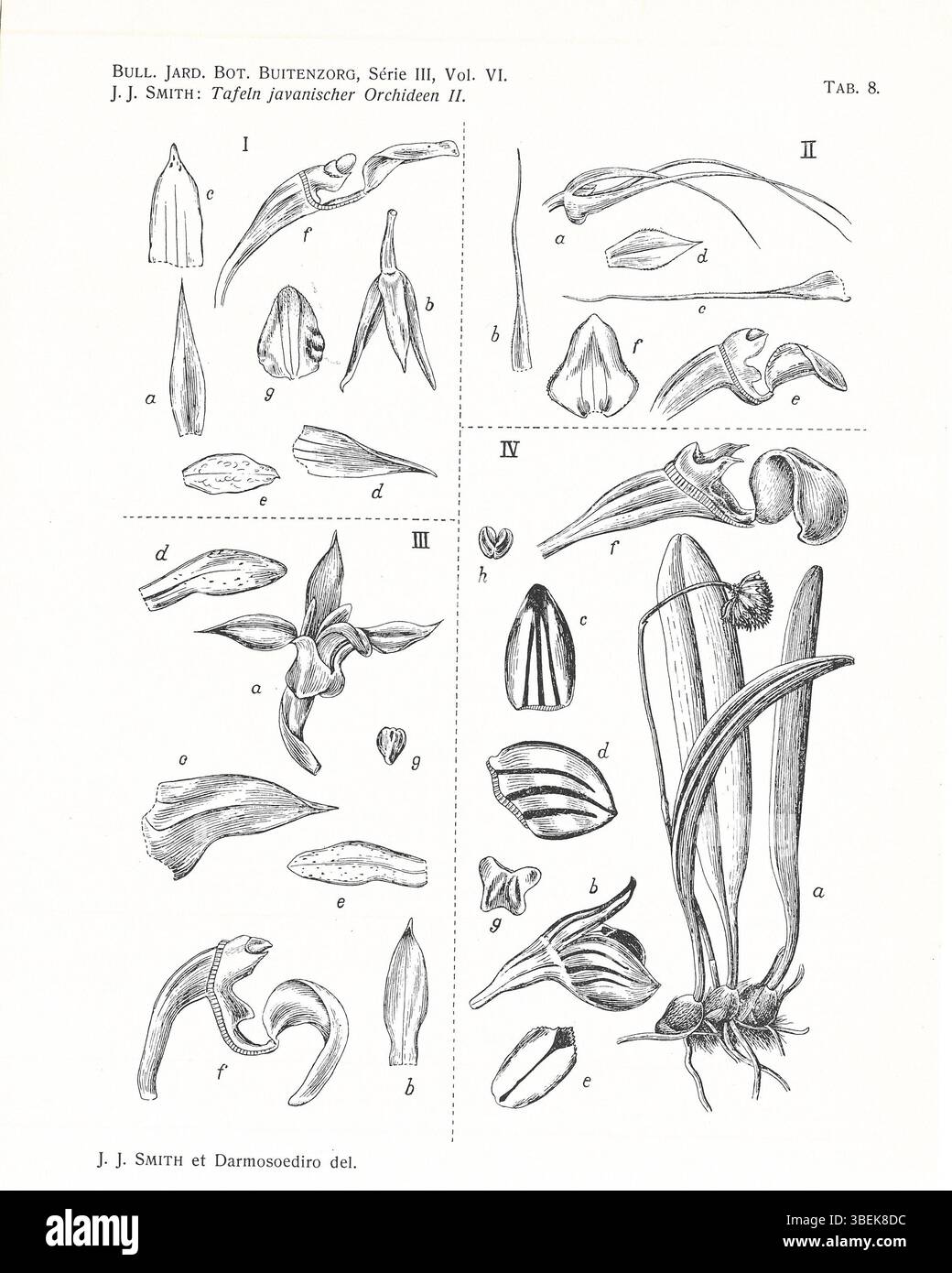 Johannes Jacobus Smith's 1924 illustration includes several species of ...