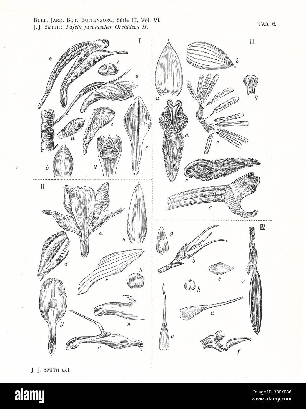 This botanical illustration from 1924 features several species of ...