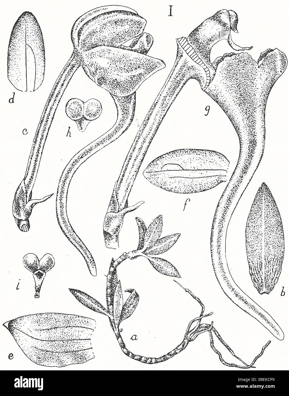 Saccolabium sigmoideum J.J.Sm. is an orchid species illustrated in ...