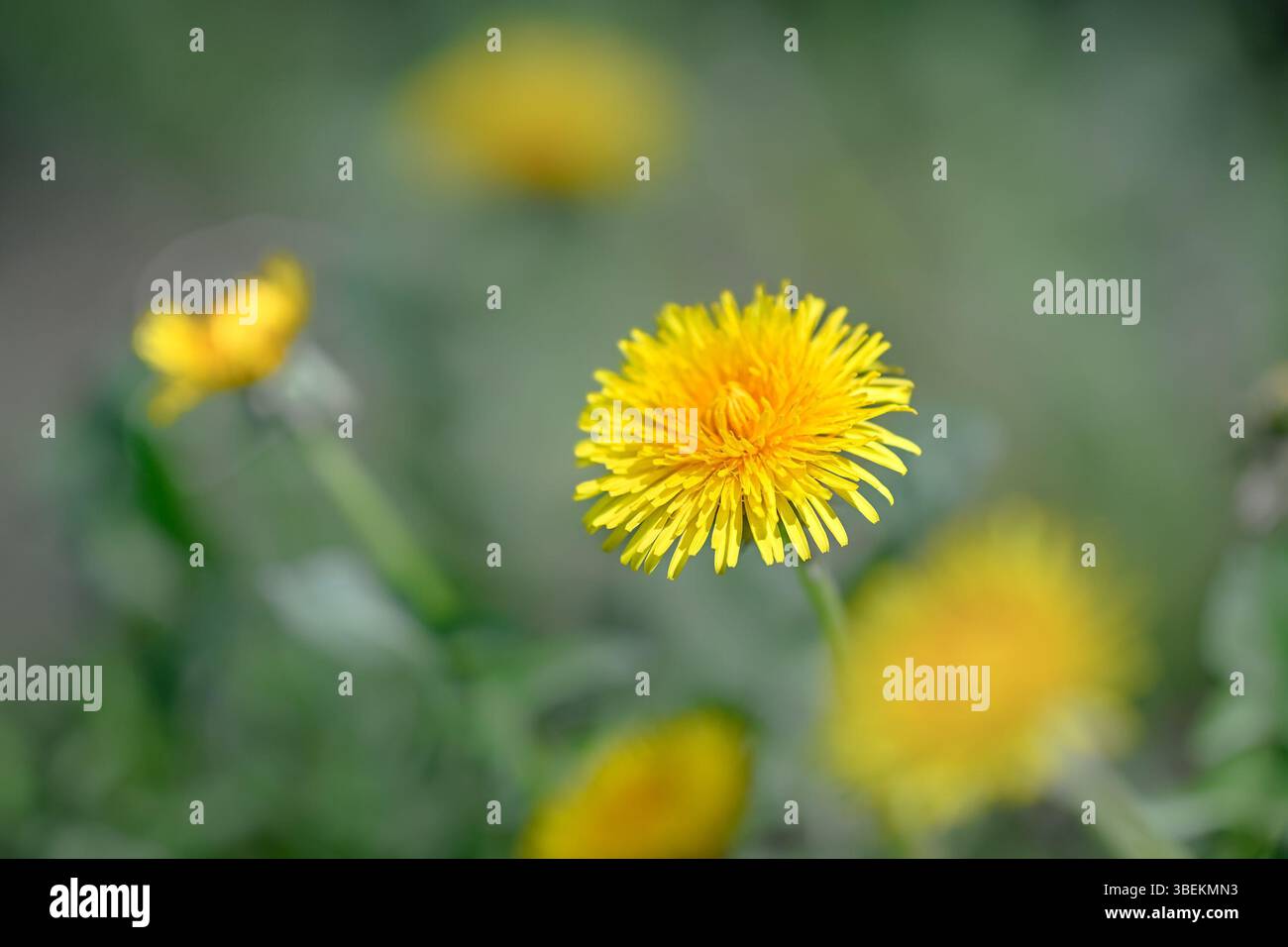 Yellow, Dandelion flower Stock Photo