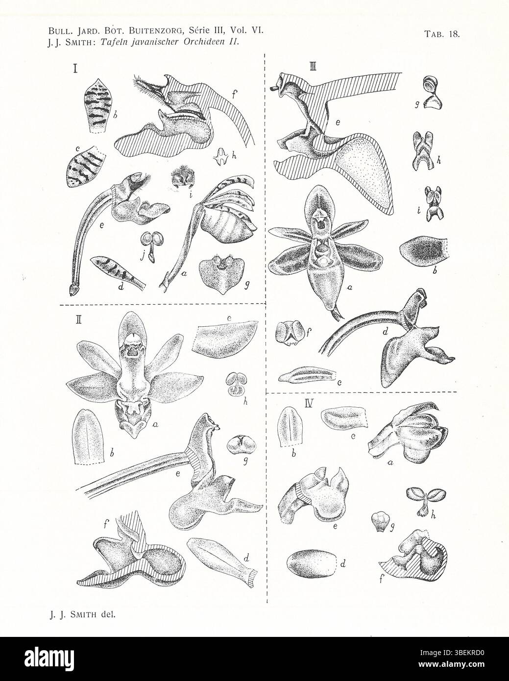 Johannes Jacobus Smith’s 1924 botanical illustration includes Javanese ...