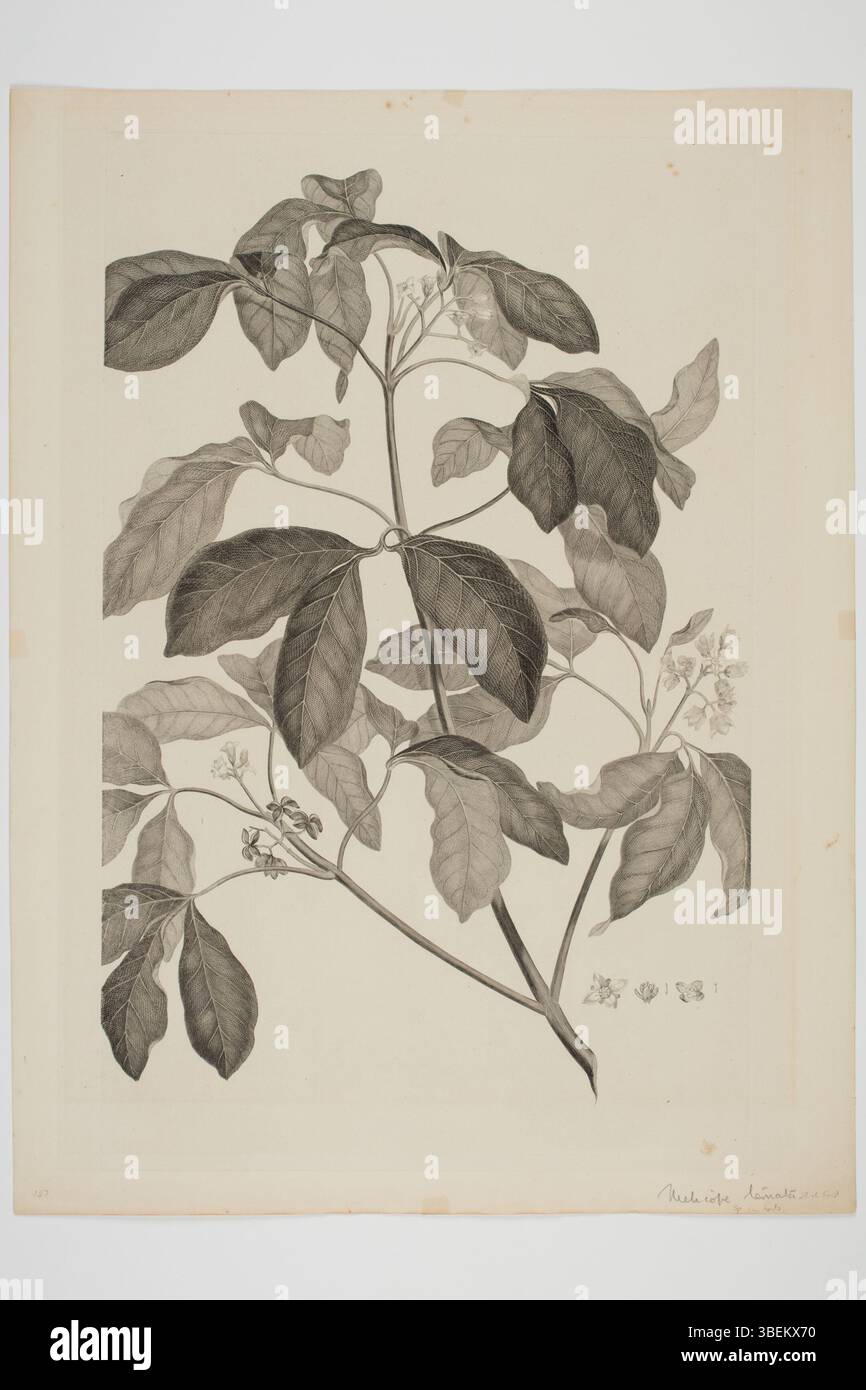 Engraving by Sydney Parkinson, based on botanical specimens collected by Joseph Banks and Daniel Solander between 1768–1771 during the Endeavour voyage. The artwork depicts the species Melicope ternata. Stock Photo