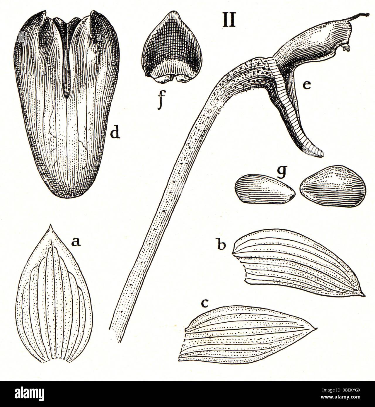 bulbophyllum-pileatum-hi-res-stock-photography-and-images-alamy