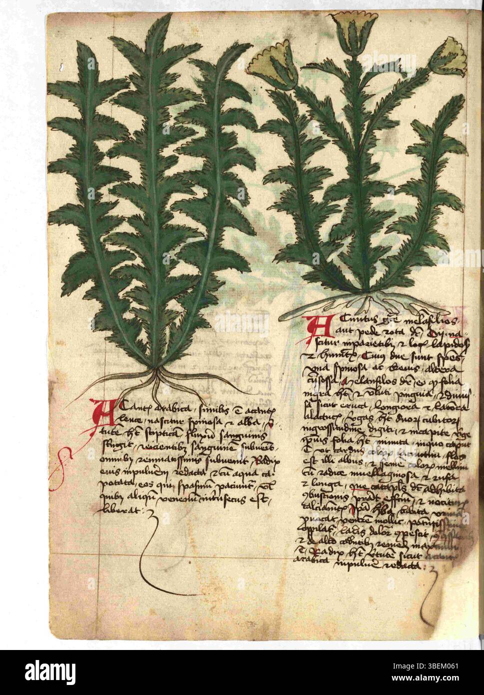 Mideval Scripts Folio f.022v from Munich Cim. 79, created after 1440, reflects the ...