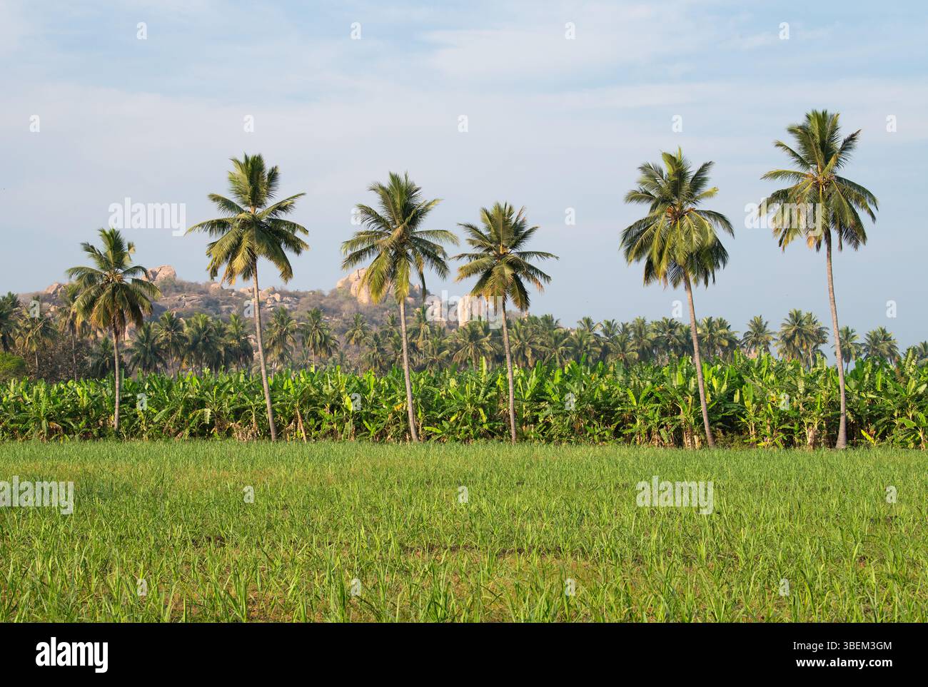 Coconut Field Banana Plantation, Coconut Tree And Rice Field, Agriculture And ...