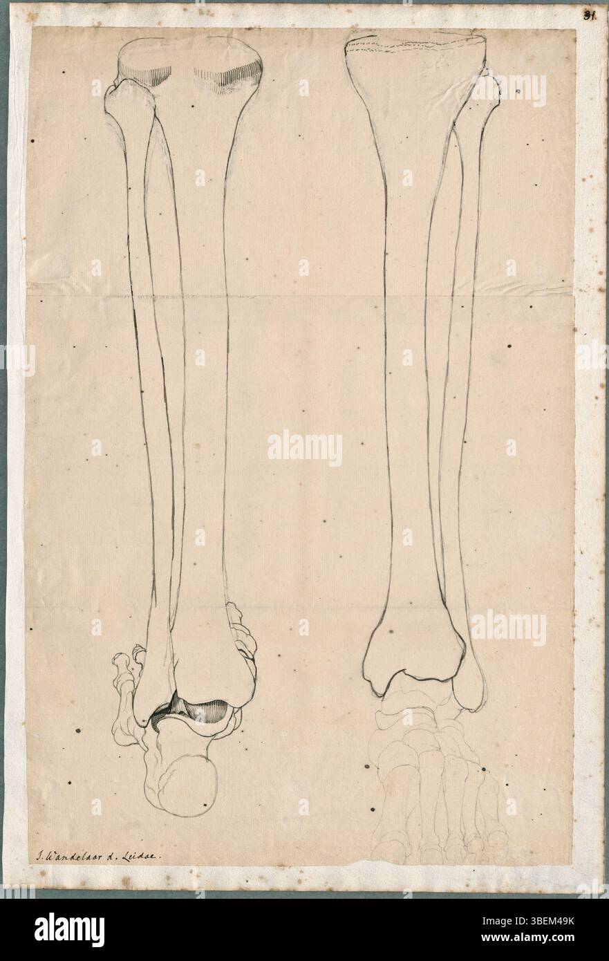 Diagram of leg muscles hi-res stock photography and images - Alamy