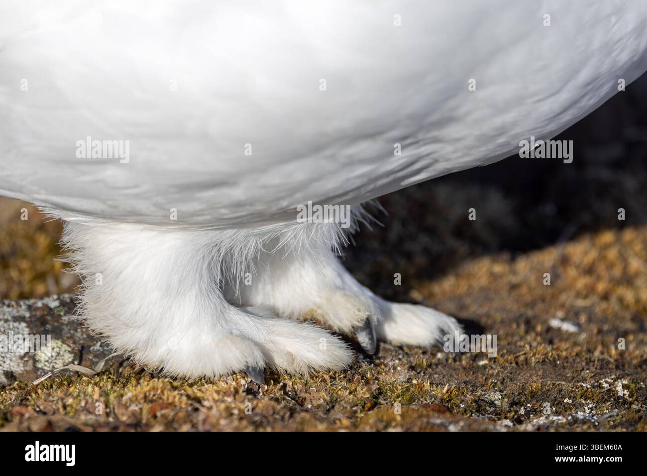 Rock Ptarmigan Feet Hi res Stock Photography And Images Alamy rock-ptarmigan-feet-hi-res-stock-photography-and-images-alamy