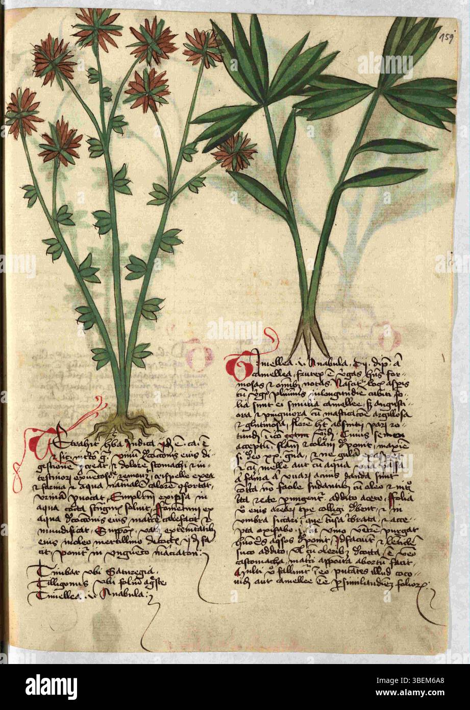 Fifteenth Century Script Folio 159r from Munich Cim. 79, created after 1440, presents an example ...