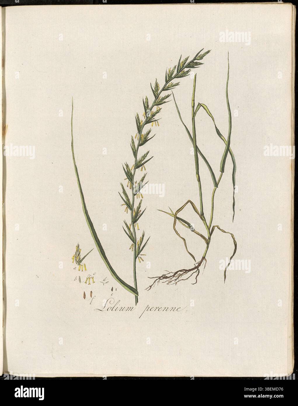 Plate 0201 from Flora Batava features *Lolium perenne*, commonly known ...