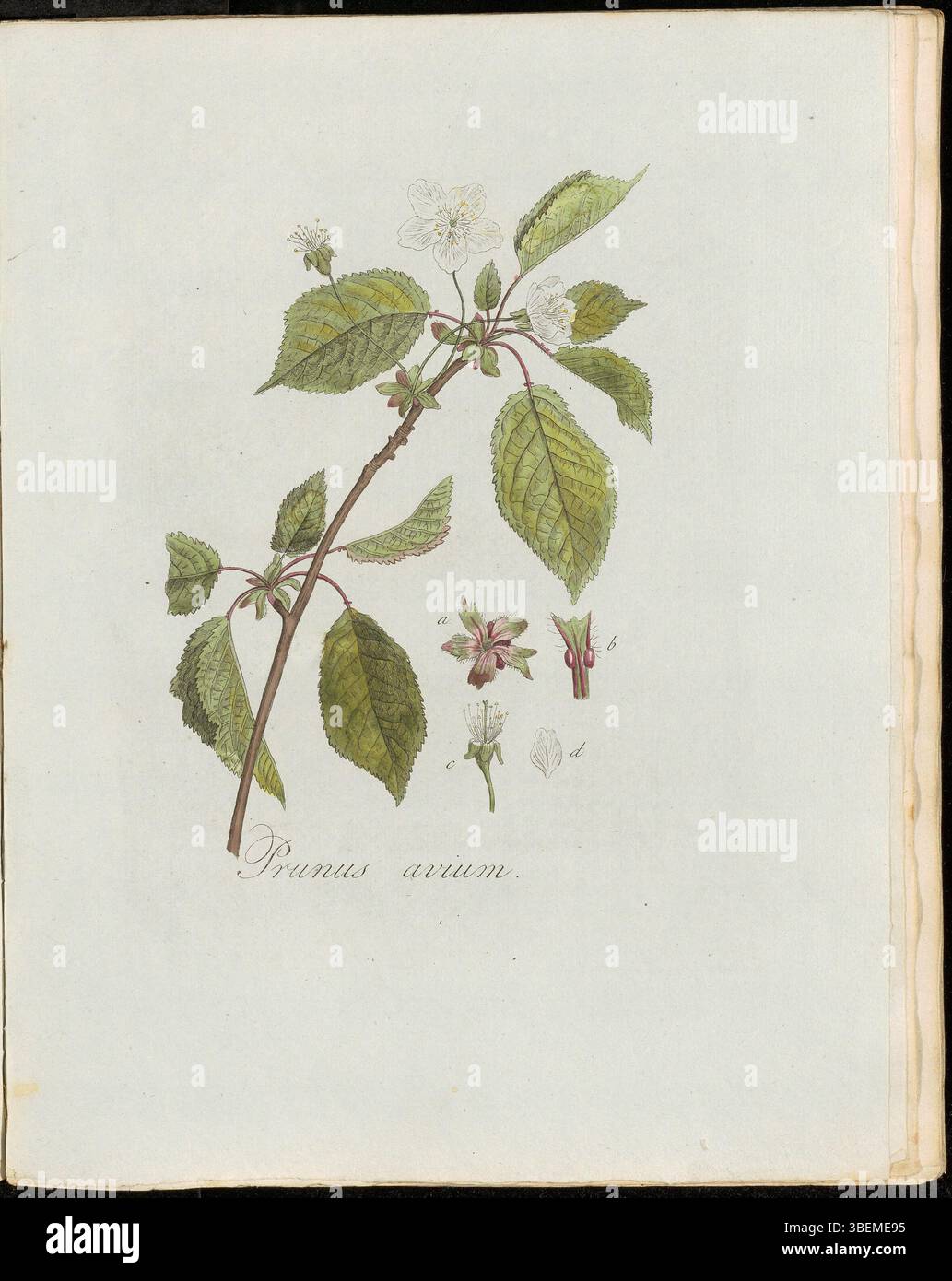 'Prunus avium', known as 'Krieke Pruim' or 'Zoete kers' in Dutch, is ...