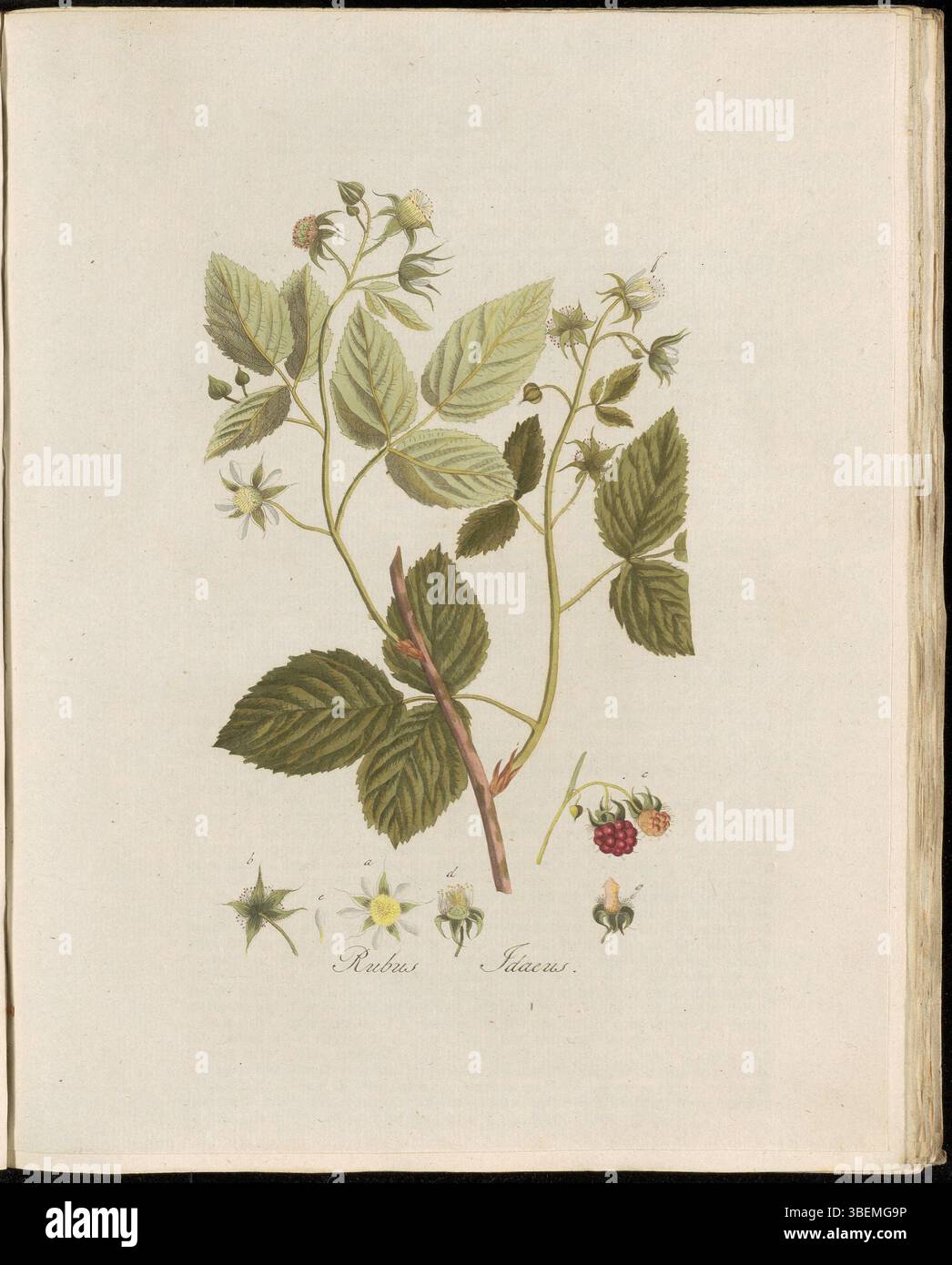 Botanical Name For Raspberry *Rubus idaeus*, commonly known as Raspberry, is illustrated in Plate ...