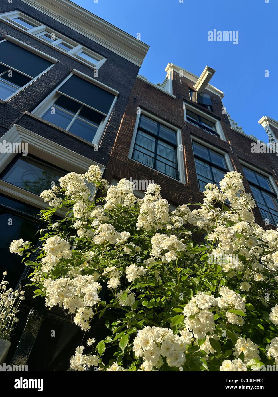 Canals with historic canal houses in summertime on beautiful sunny day. postcards for travel in Europe, The Netherlands. - Smartphone Captured Stock Image