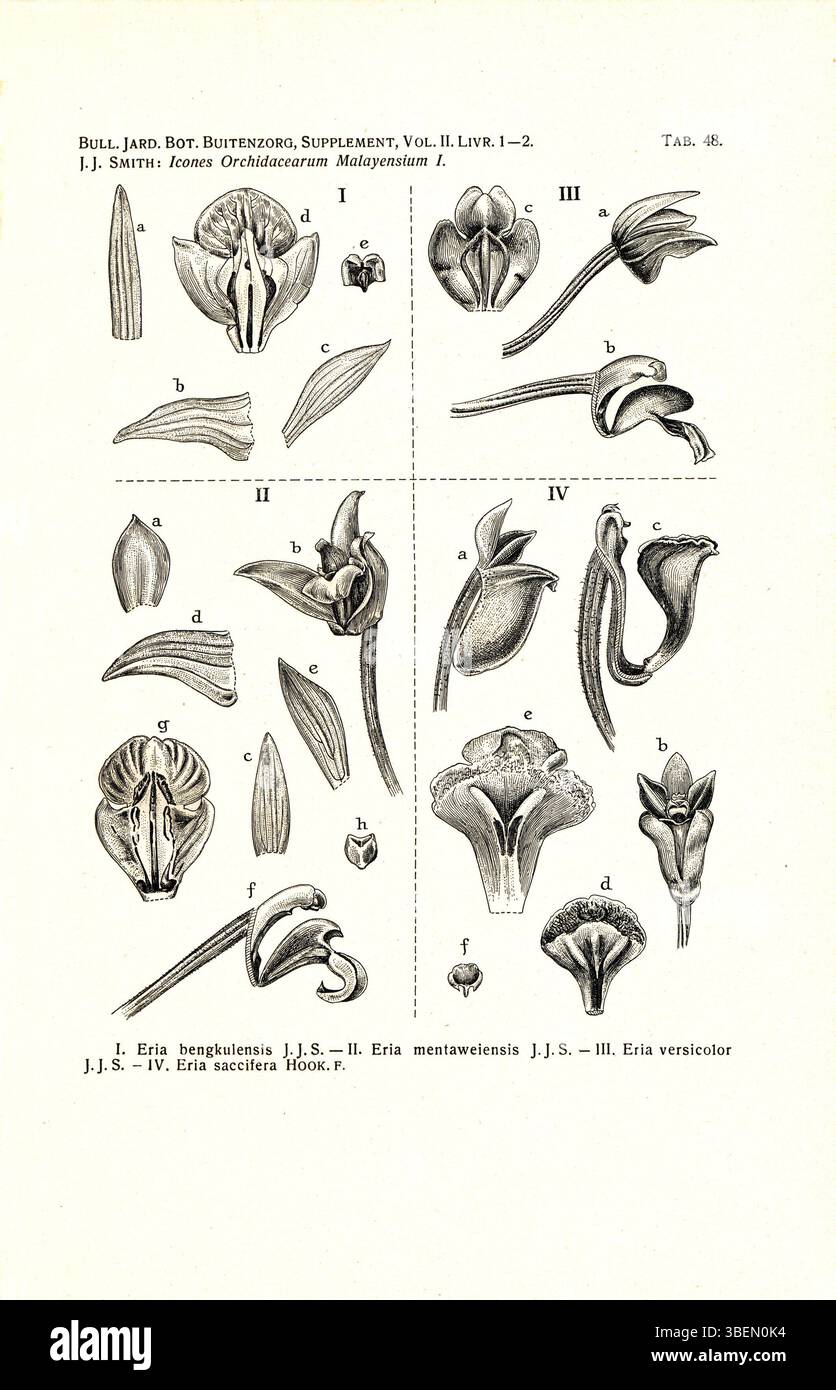 Pinal Ben R Botanical illustration of four orchid species: Pinalia bengkulensis, P ...