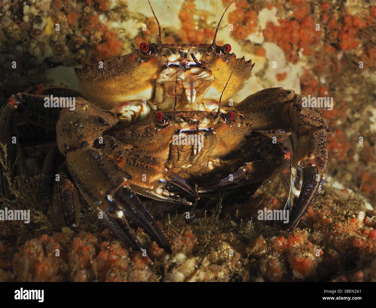 cancer-velutinus-hi-res-stock-photography-and-images-alamy