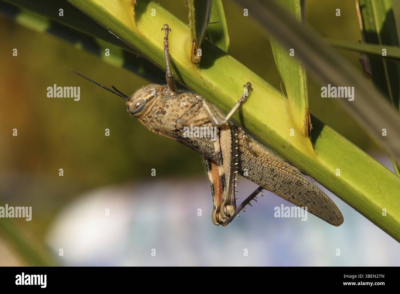 Egyptian locust (Anacridium aegyptium) Stock Photo