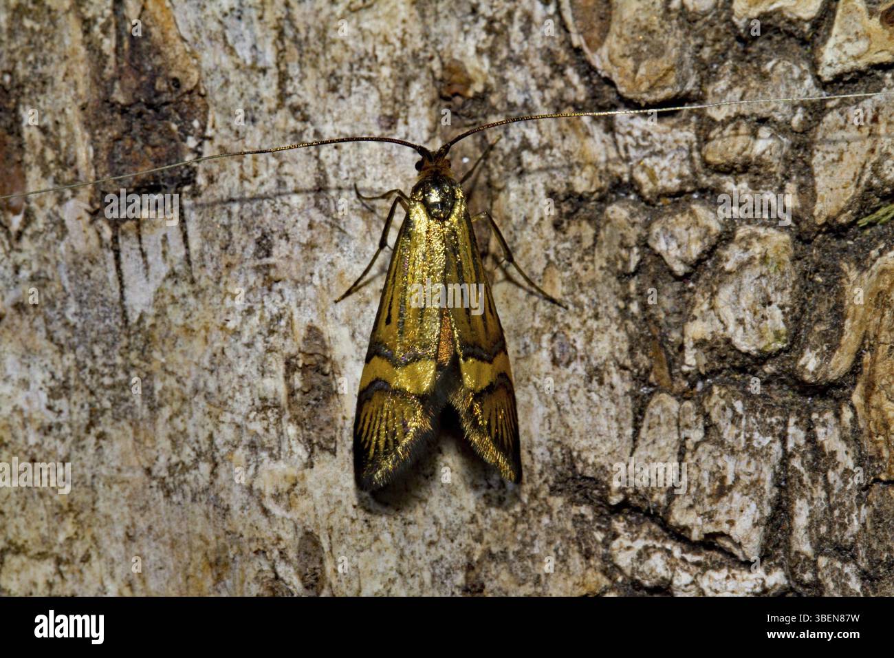 Banded longhorned moth (Nemophora degeerella Stock Photo - Alamy