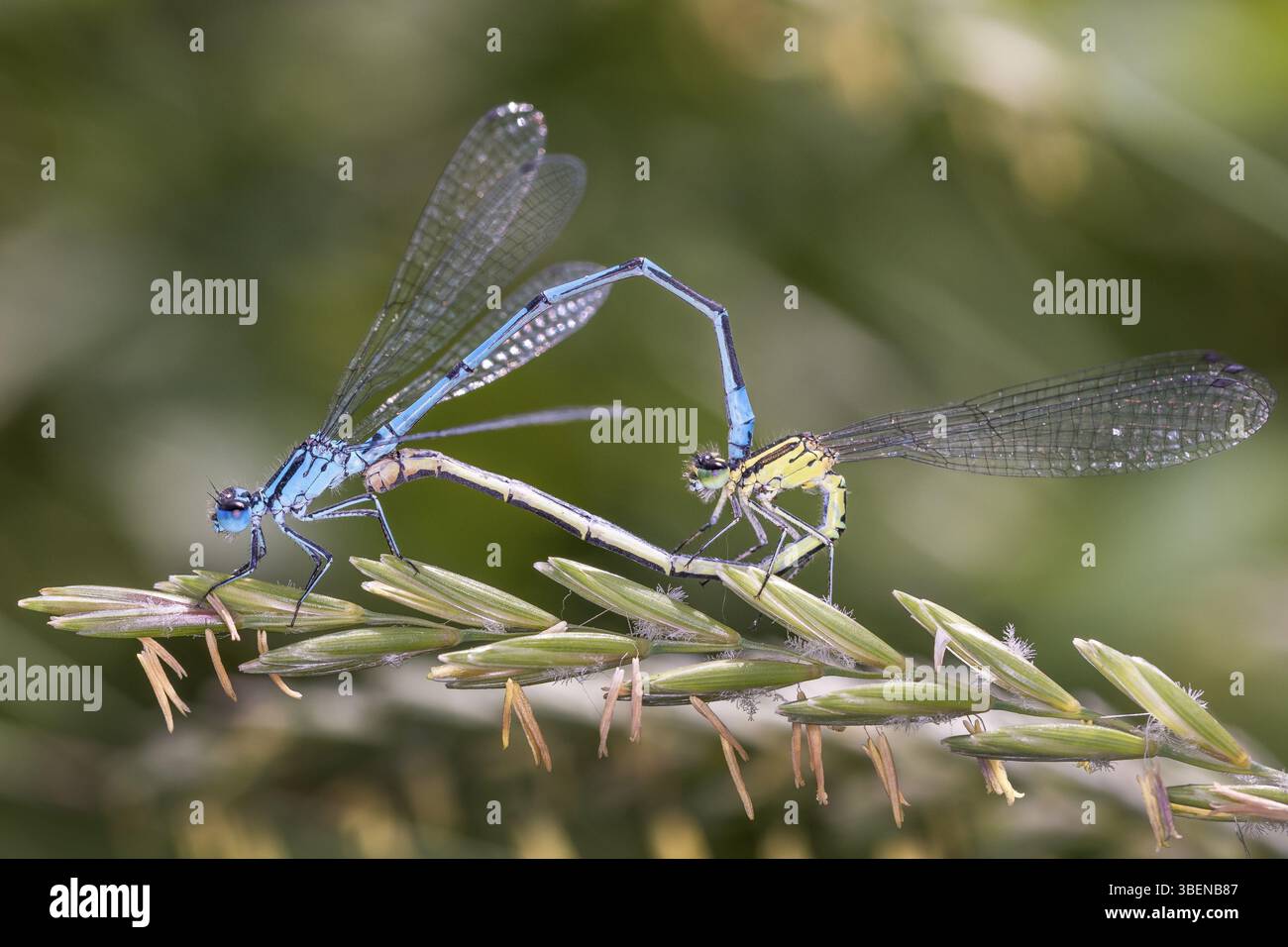 Horseshoe damselfly - Coenagrion puella - during mating (Coenagrion ...