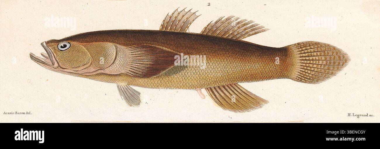 This print, from the 'Iconographia Zoologica' published between 1700 ...