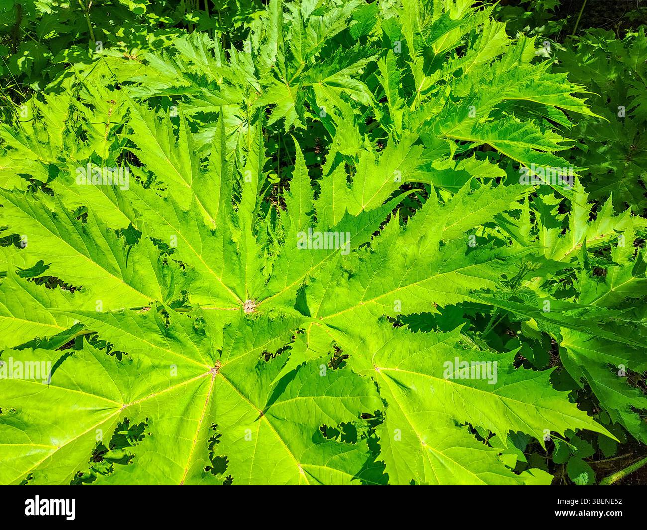 Giant hogweed leaf leaves Heracleum mantegazzianum toxic plant that ...