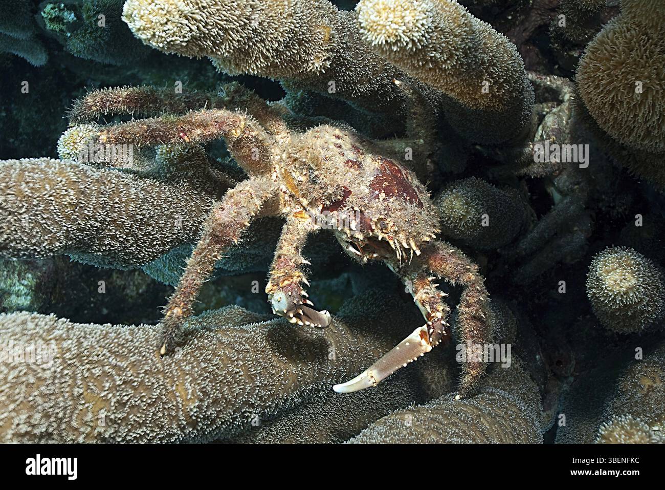 Spiny West Indian Spider Crab Mithrax Spinosissimus Caribbean Spiny West Indian Spider Crab Mithrax Spinosissimus Caribbean