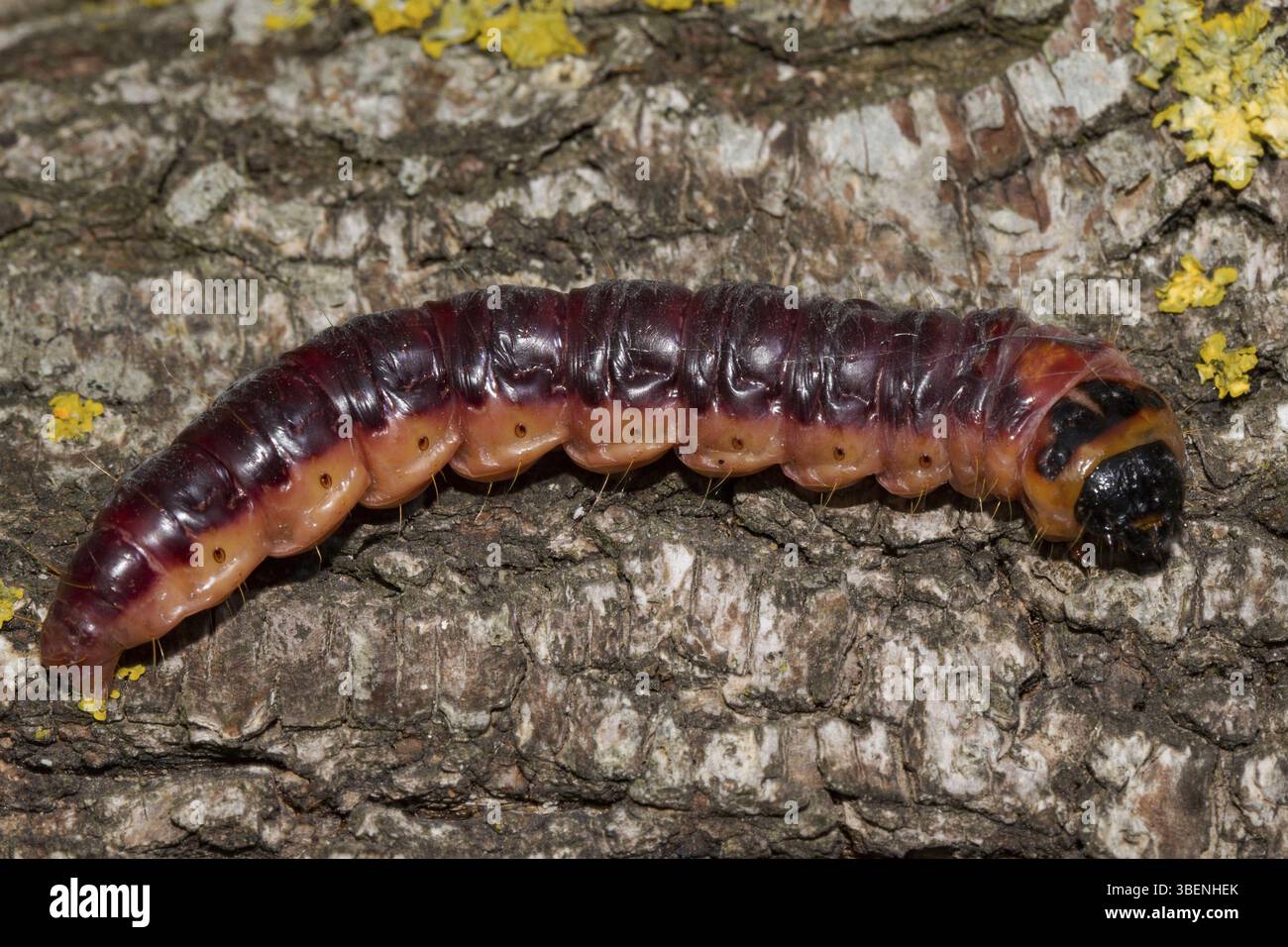 Willow borer (Cossus cossus Stock Photo - Alamy