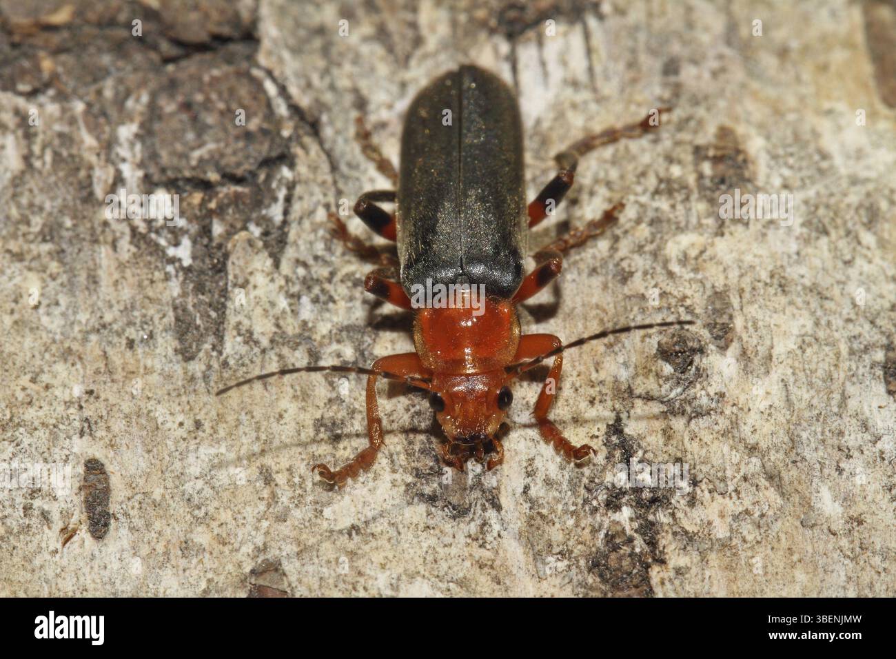 Soldier beetle (Cantharis fusca Stock Photo - Alamy