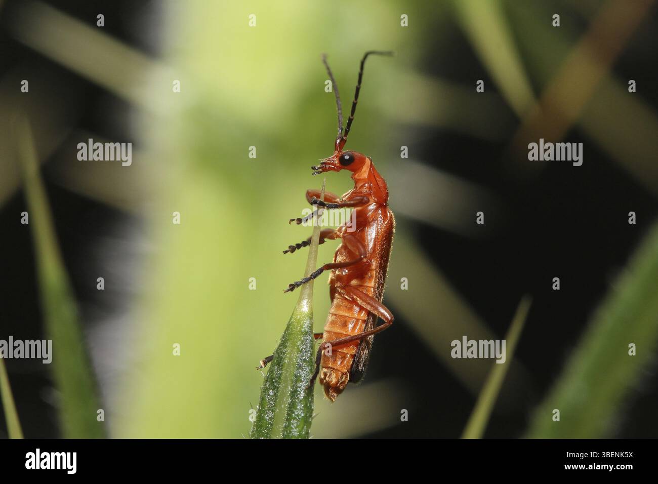 Red and yellow soft-bodied beetle (Rhagonycha fulva Stock Photo - Alamy