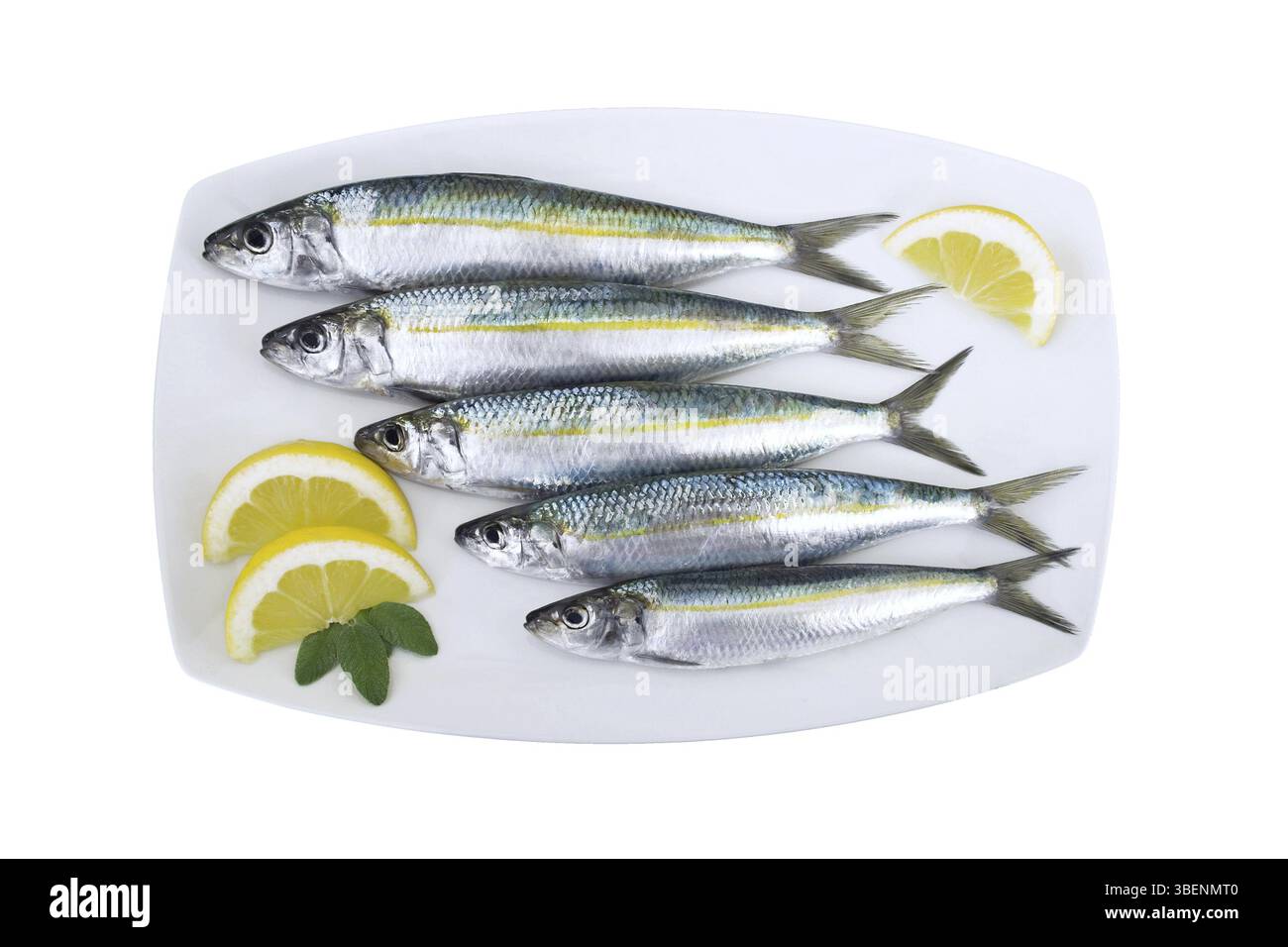 Sardina sardina pilchardus Cut Out Stock Images & Pictures