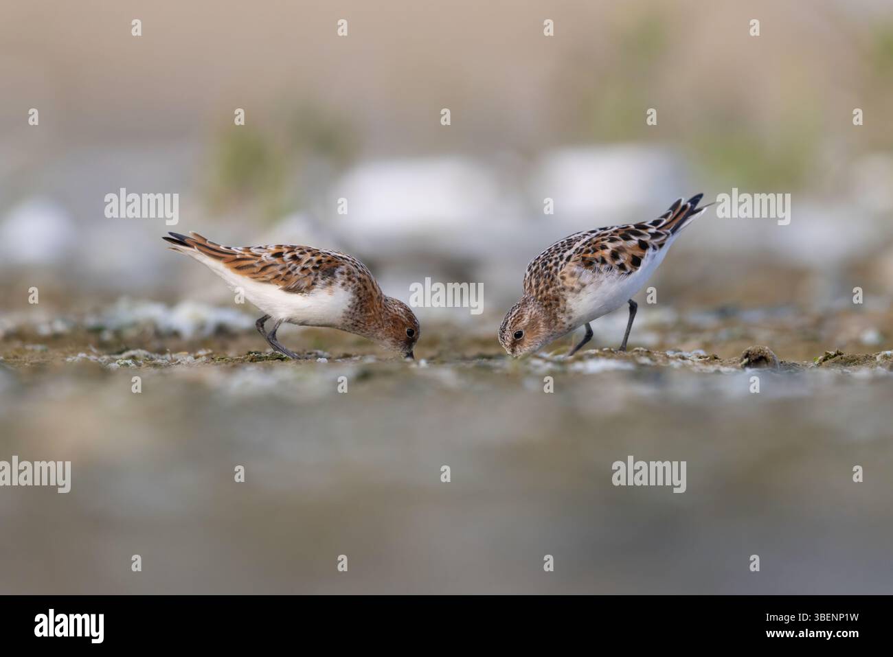 little-stint-calidris-minuta-feeding-in-mudflat-habitat-stock-photo