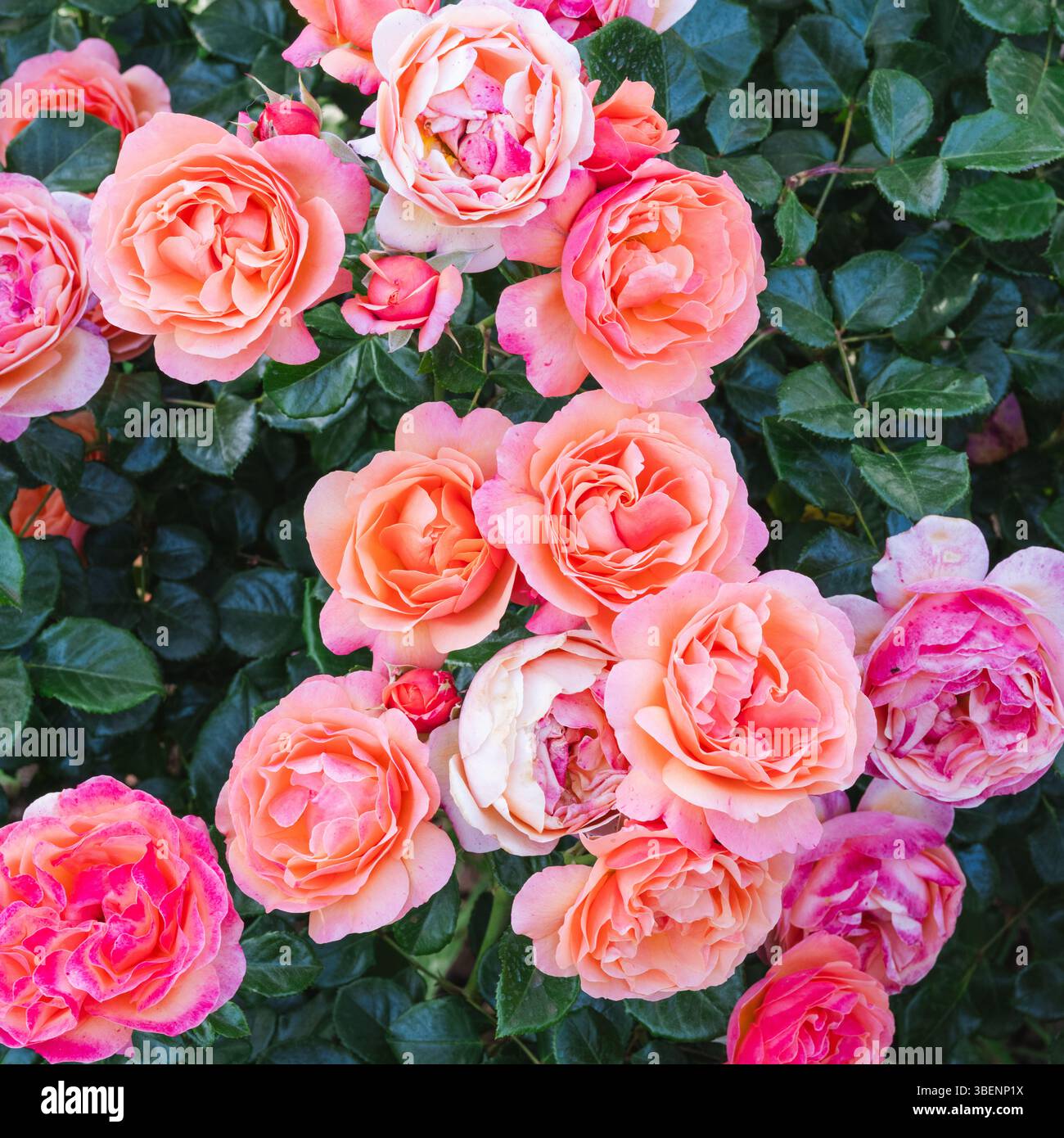 Spanish Red Roses Red roses in Parc de Cervantes, Barcelona, Spain. The park has many ...
