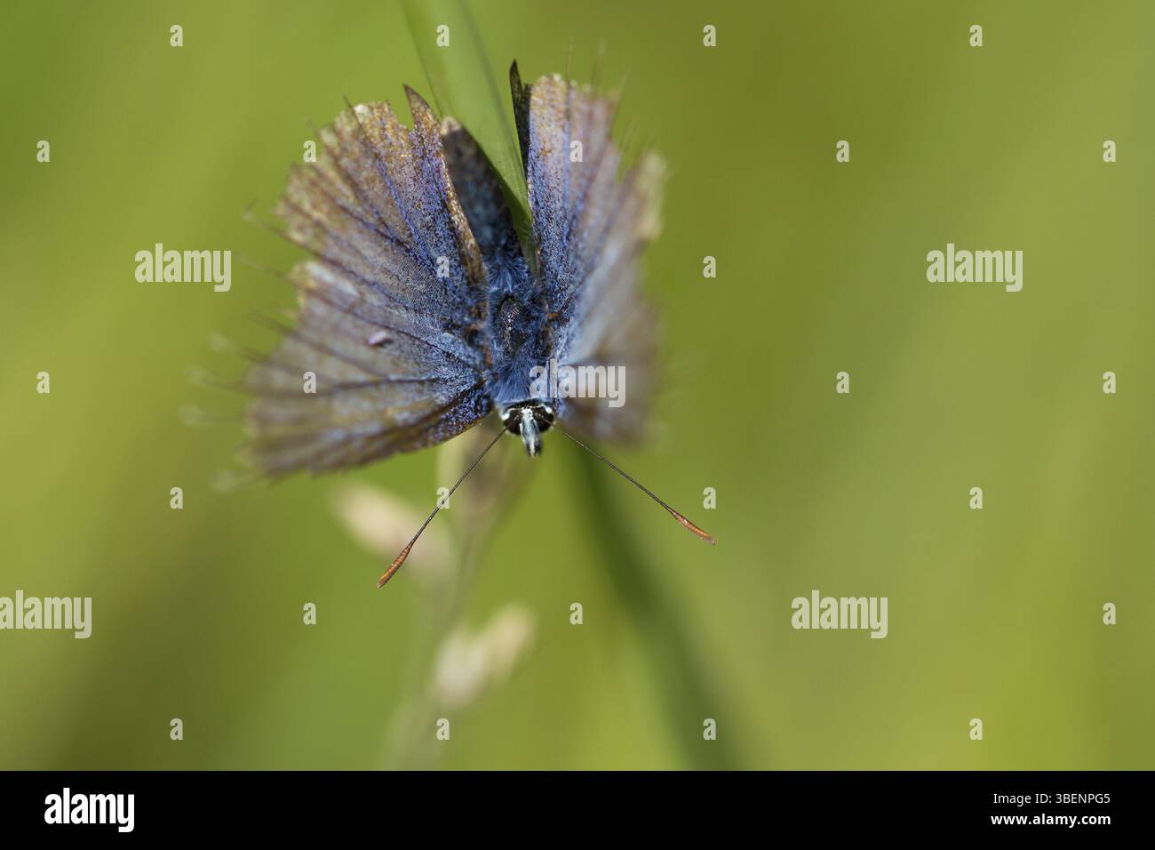 Blue Headed Insect Blue-headed blue at the end of life (Polyommatus icarus Stock Photo - Alamy