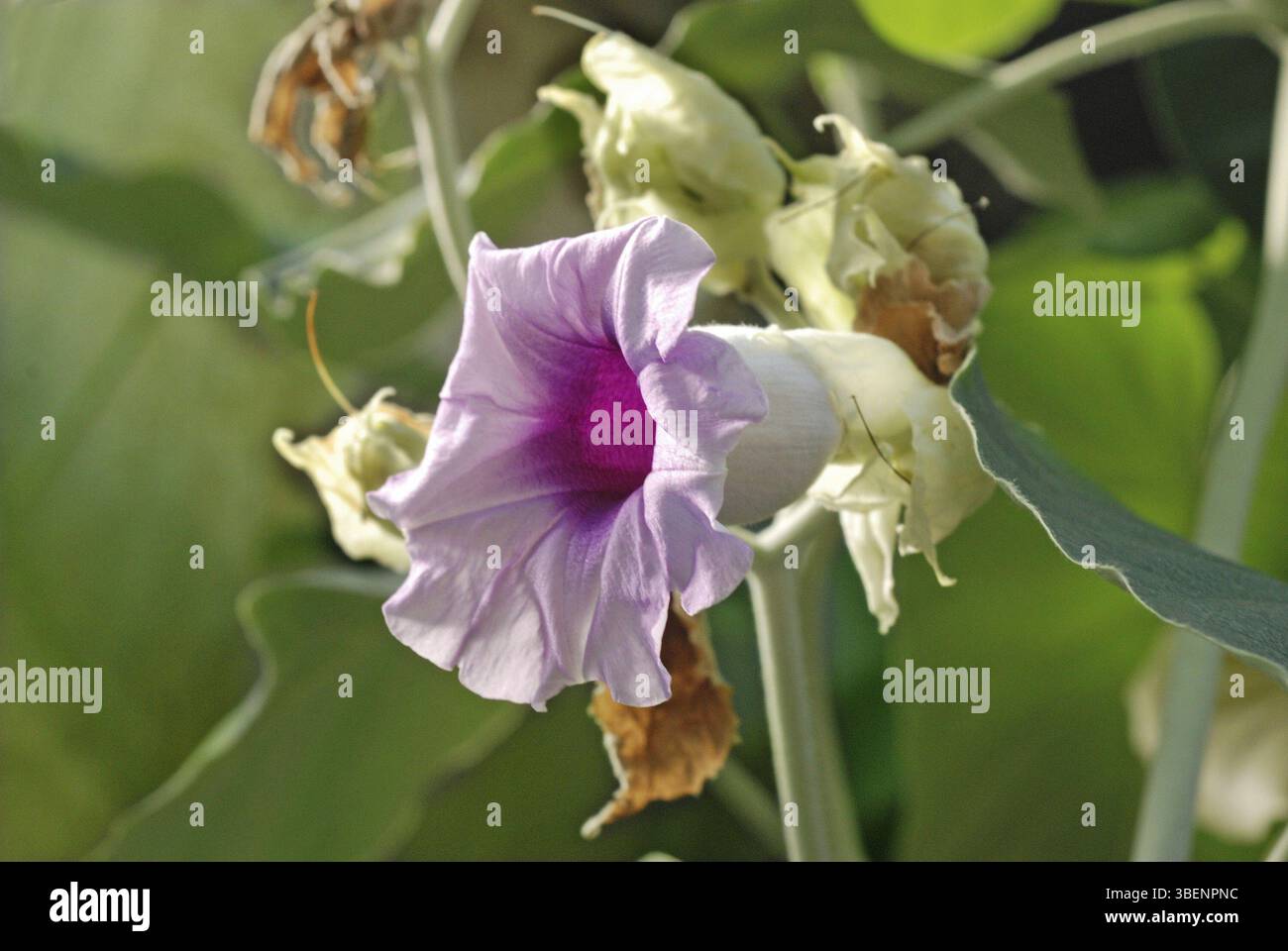 Hawaiian Baby Woodrose (Argyreia Nervosa Var. Nervosa) Semi - Foto 4