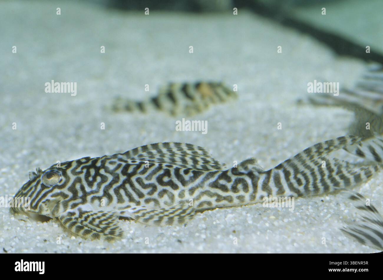 King tiger pleco hi-res stock photography and images - Alamy