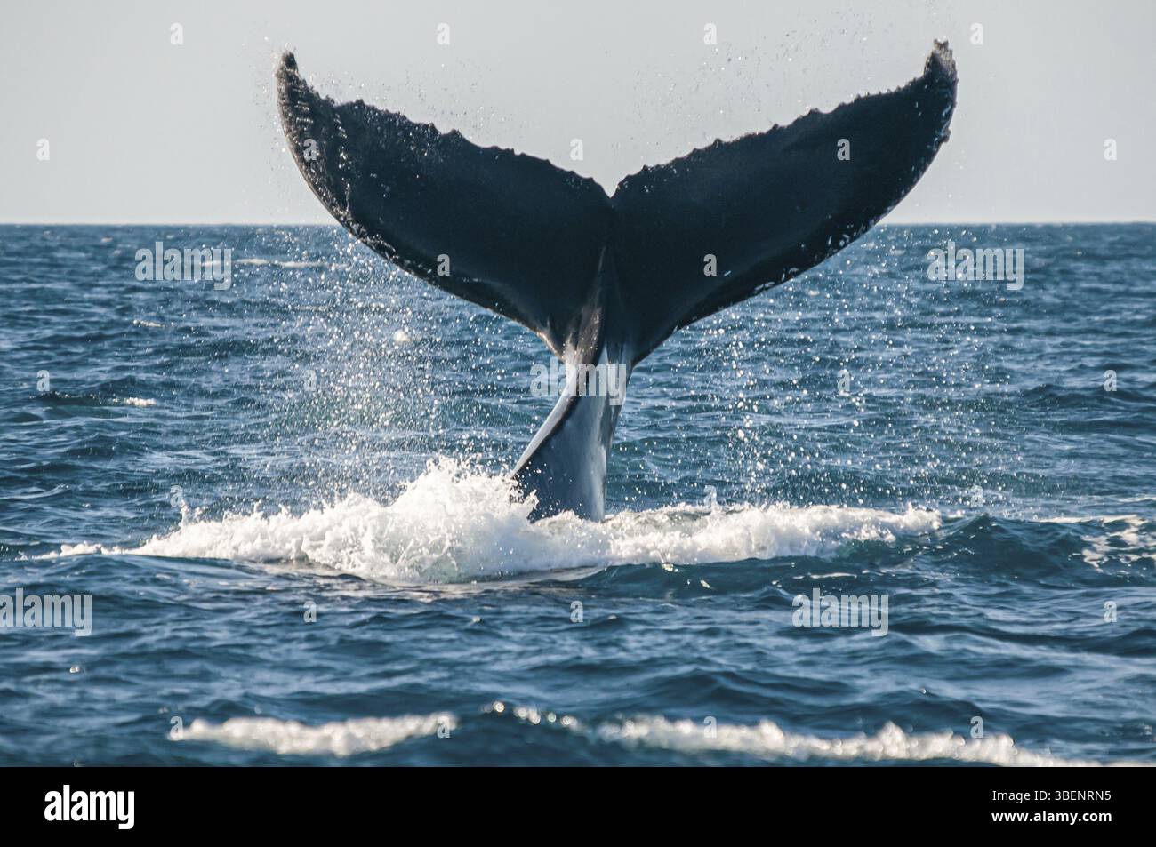 Humpback whale on a dive (Megaptera novaeangliae) Stock Photo