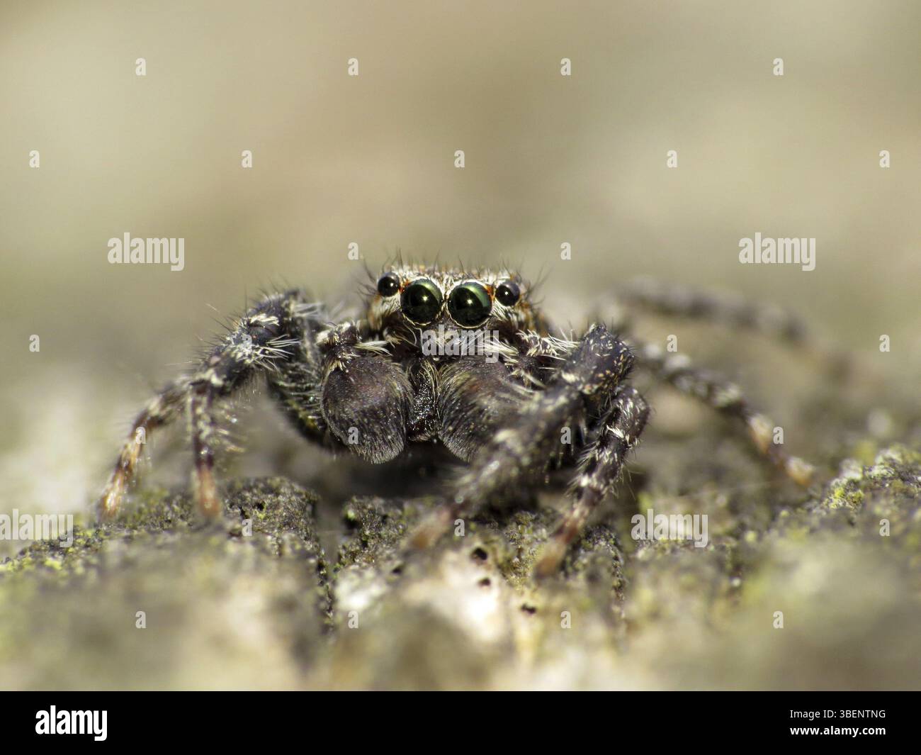 Large Bark Jumping Spider Marpissa Muscosa Stock Photo Alamy large-bark-jumping-spider-marpissa-muscosa-stock-photo-alamy