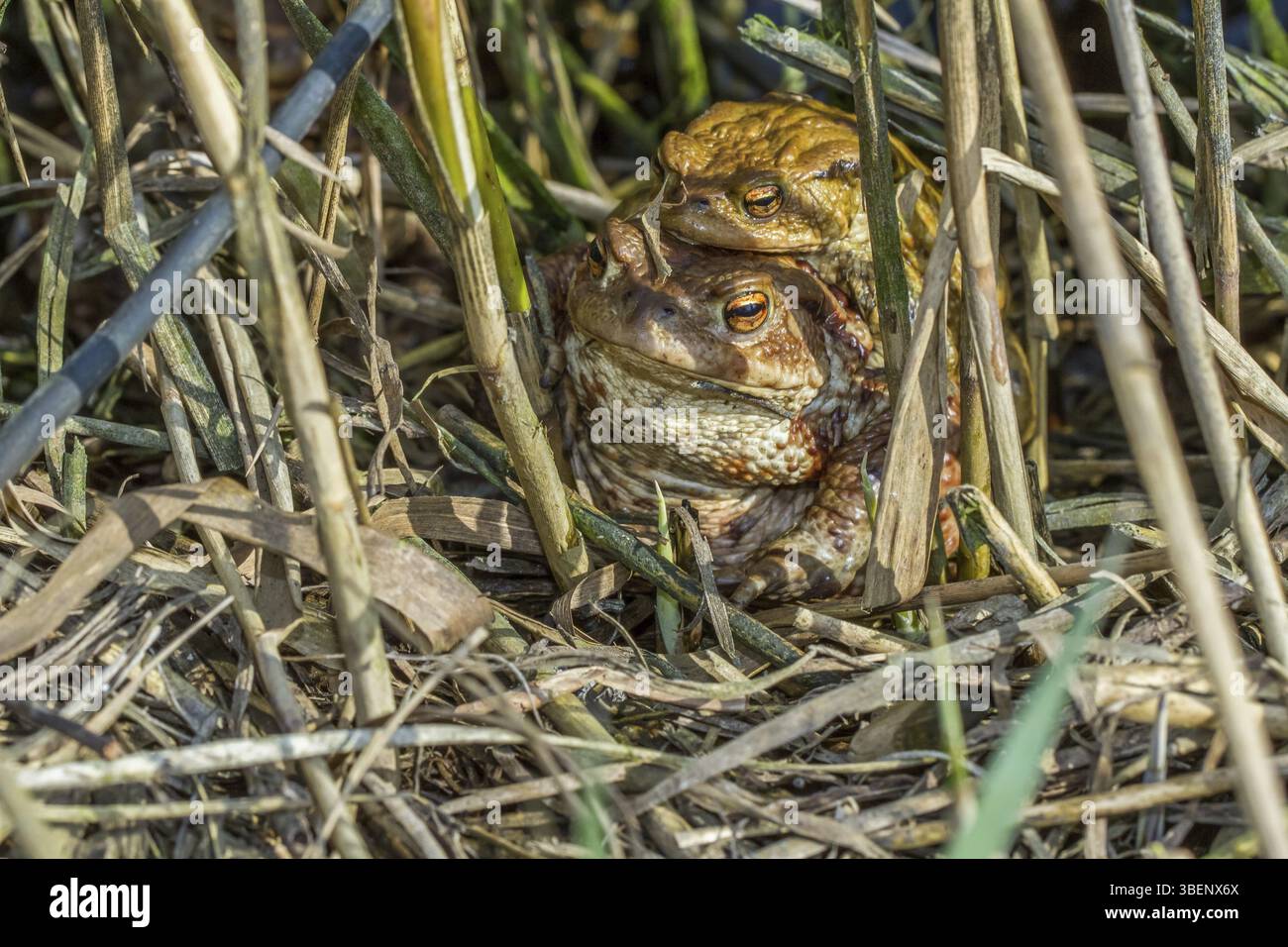 Common toads mating (Bufo bufo Stock Photo - Alamy