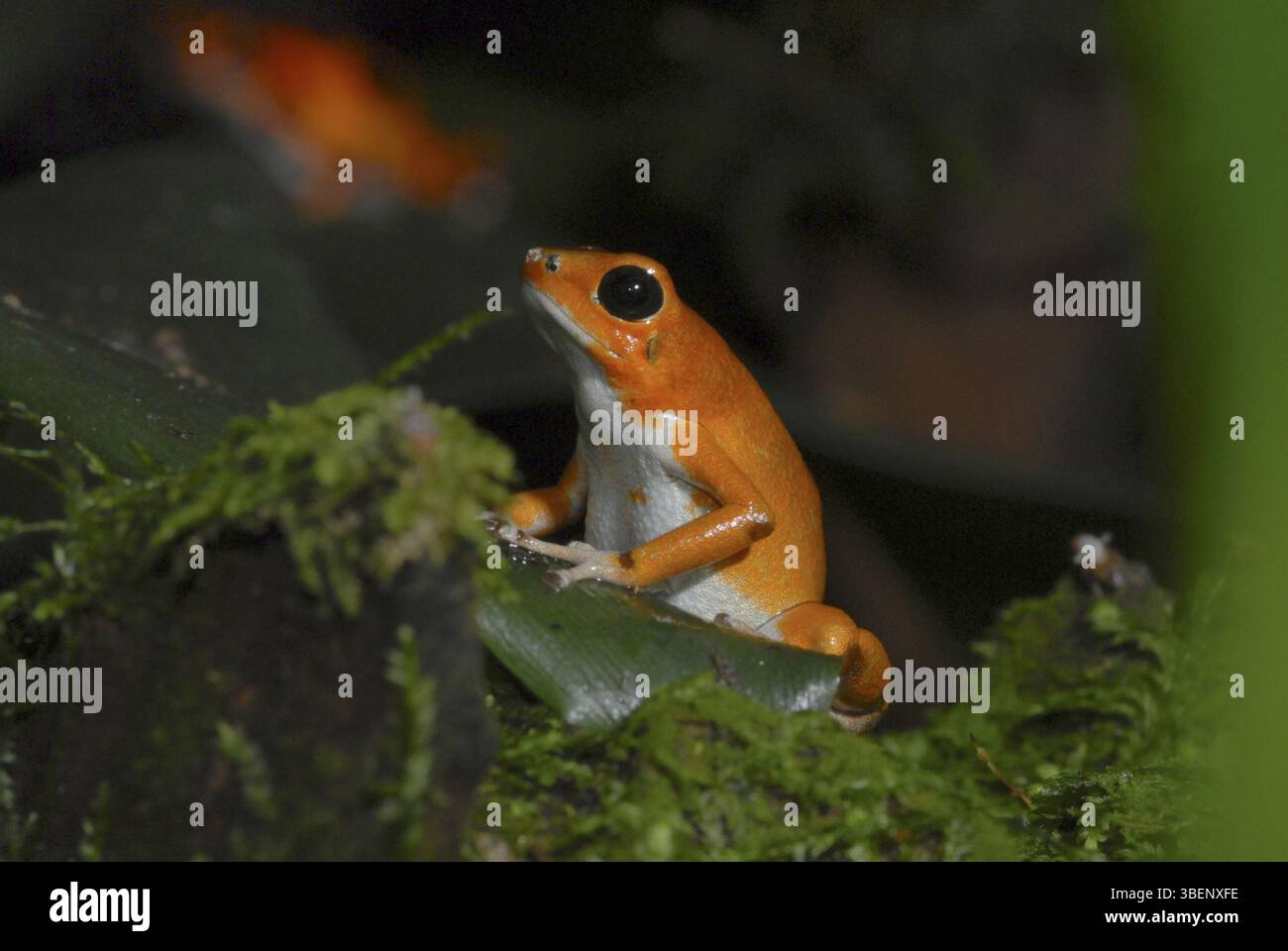 Strawberry frog (Dendrobates pumilio Stock Photo - Alamy