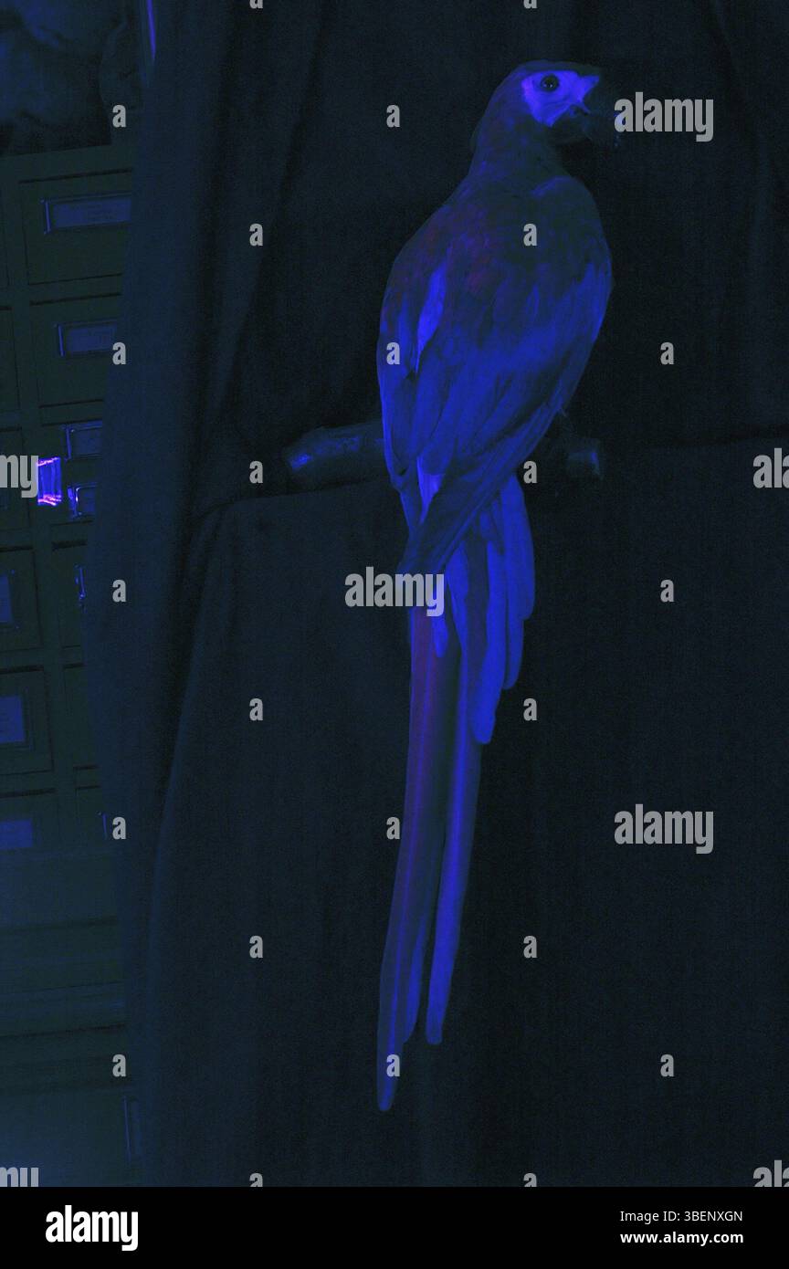 Photo inspiration: Picture Idea: Scarlet Macaw In Uv Light Ara Macao Stock Photo