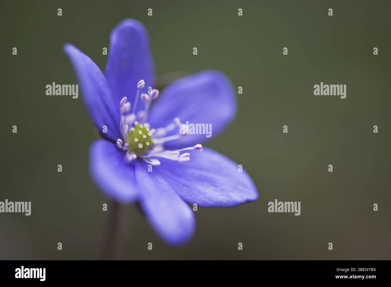 Large blue hepatica (Hepatica transsilvanica Stock Photo - Alamy