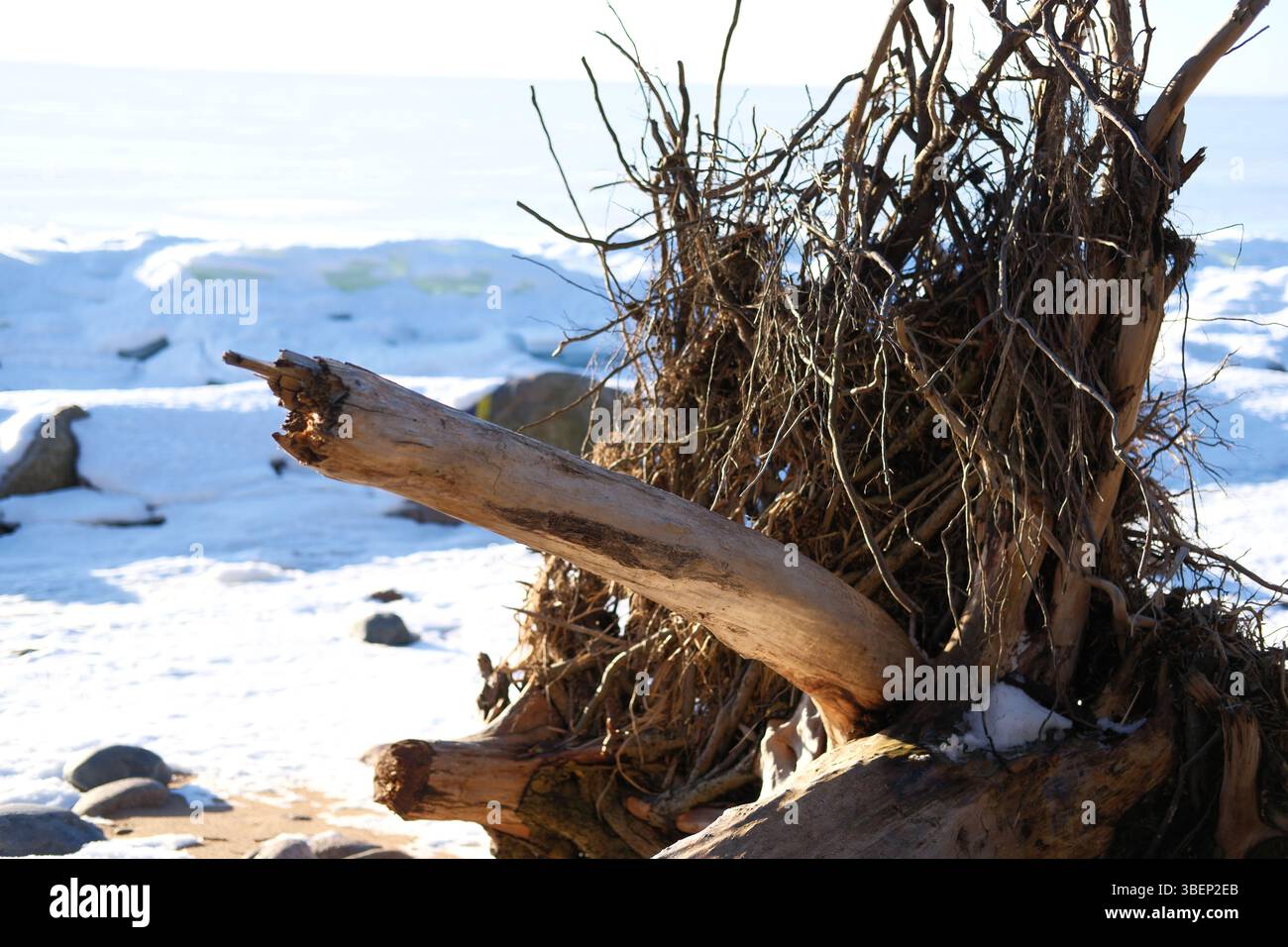 broken-tree-with-exposed-roots-lies-on-snow-covered-shore-damage-to